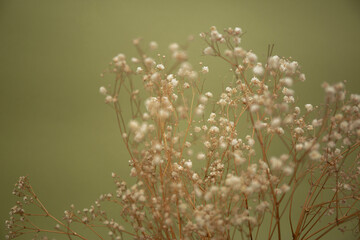 Little white flowers on olive color background.