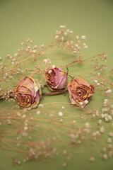 Pink dry roses with white little flowers on olive color background