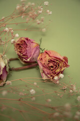 Pink dry roses with white little flowers on olive color background