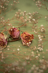 Pink dry roses with white little flowers on olive color background