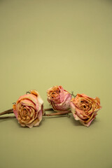 Three dry pink roses on olive color background.