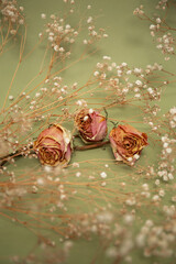 Pink dry roses with white little flowers on olive color background