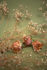 Pink dry roses with white little flowers on olive color background