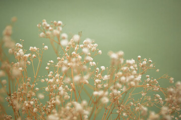 Little white flowers on olive color background.