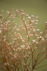 Little white flowers on olive color background.