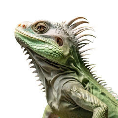Obraz premium iguana that is green transparent background