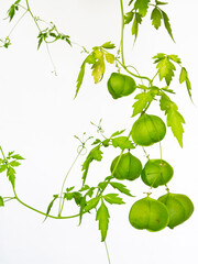 フウセンカズラ