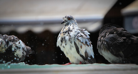 Flock of Feathered Creatures in Natural Wildlife
