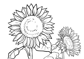 ヒマワリの塗り絵