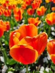 red and yellow tulips closeup