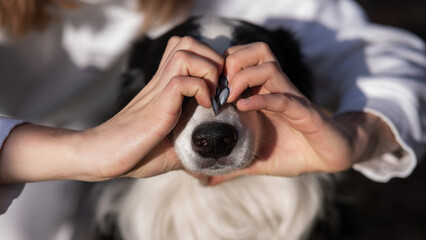The owner makes a heart on the nose of the border collie dog with her hands. 
