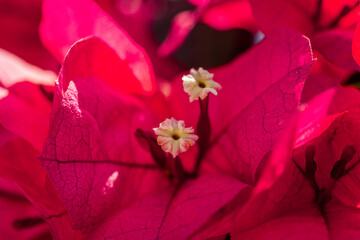 close up of a pink flower