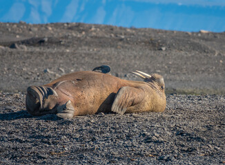 Closeup of a walrus (Odobenus rosmarus) colony on the shores of Isfjorden, Svalvard, Norway.