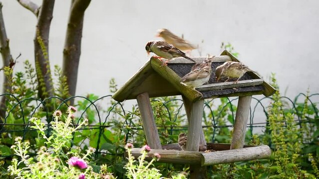 Dinnertime! Sparrows eating seeds on bird feeder