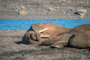 Closeup of a walrus (Odobenus rosmarus) colony on the shores of Isfjorden, Svalvard, Norway.