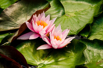 pink water lily