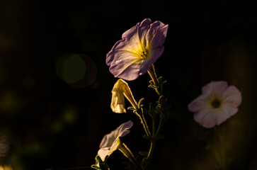 flower of a flower