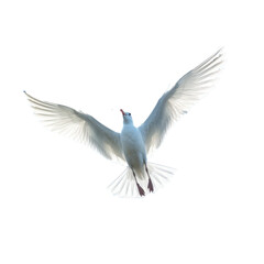 Seagull soaring in the sky transparent background