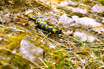 caterpillar on the grass