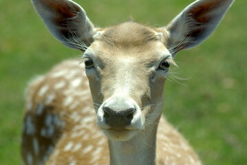 Obraz premium portrait of a deer