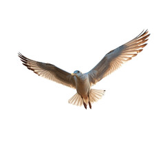 Seagull flying over the ocean transparent background