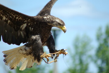 eagle in flight