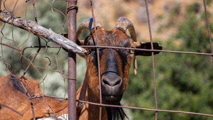 Playful Wildlife Exploration: Goat trough fence