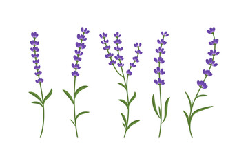 Lavender sprigs set isolated illustration on white background