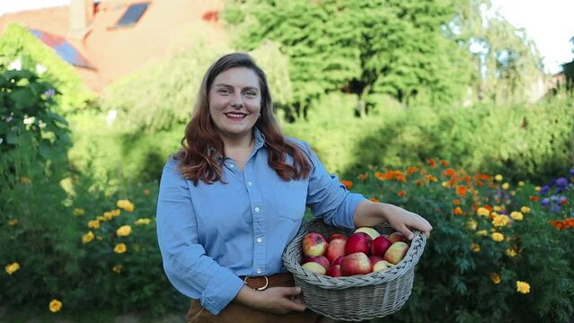 30s woman farmer in the apple orchard garden pick up organic ripe apples from apple tree and gather fruits in a wooden basket full of apple harvest. Harvesting apples in an organic garden. Autumn