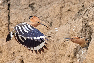 Eurasian hoopoe, upupa epops, feeding chick inside tree in summer nature. © Seneca CDR