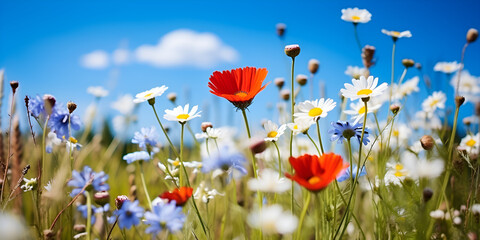 wildflower meadow with a variety of spring blooms blue sky background