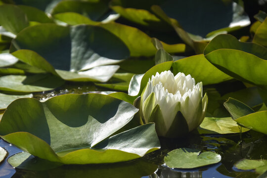 One white blooming water lily flower in pond in botanical garden. Close-up. Selective focus.