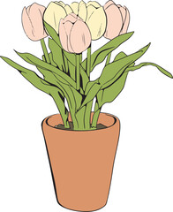 Tulips in a pot