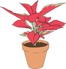 Aglaonema plant