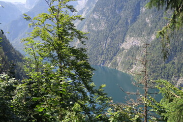 Blick vom Berg Jenner an einem Nadelbaum vorbei auf den K&ouml;nigssee in Sch&ouml;nau im Sommer