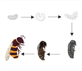 Obraz premium Life cycle of bee vector. Life cycle of bee hand drawing illustration