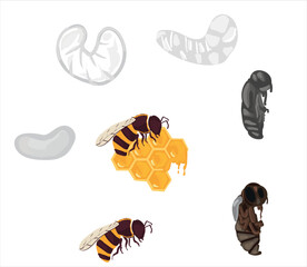 Life cycle of bee vector. Life cycle of bee hand drawing illustration