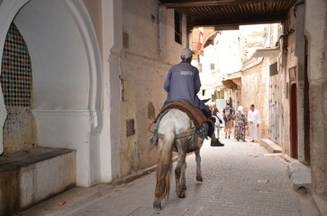 donkey in the street