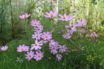 Blooming purple and pink flowers. Delicate floral background.