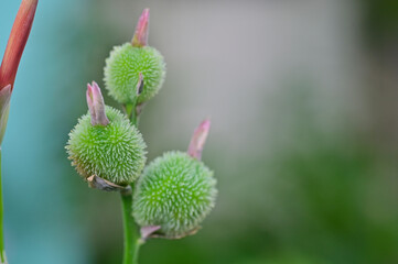 Green spiky fruits of Canna indica plant containing seeds in the garden, India.