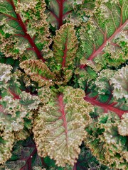  Red kale cabbage top view background.  - 645712618