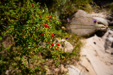 mountains, nature, landscape, sky, river, plants, rocks,
