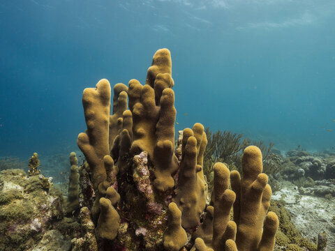 Marine life with coral and sponge in the Caribbean Sea