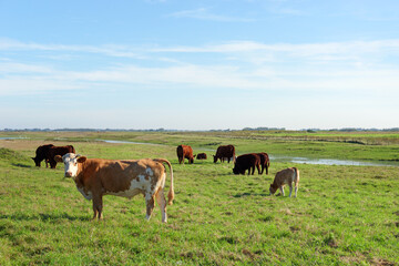 Cattles in the meadows of the  Hâble D'Ault nature reserve. Picardy coast