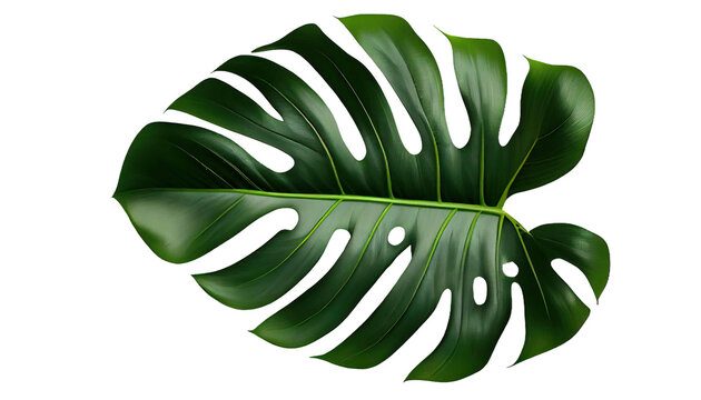 Monstera deliciosa, Large leaf tropical plant for indoor decor, 3d render, transparent background, png cutout