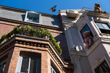 Fototapeta na wymiar Windows of buildings on a street and a flying bird
