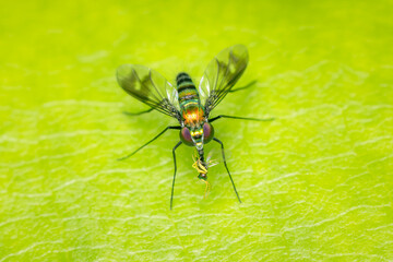 Long-legged fly and its prey on a green leaf with copy space