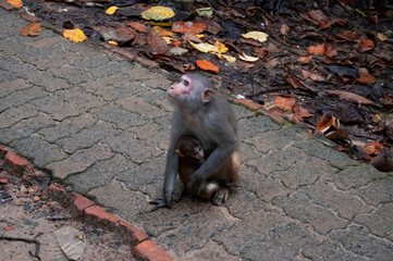 Monkey sitting on the ground in the park, closeup of photo