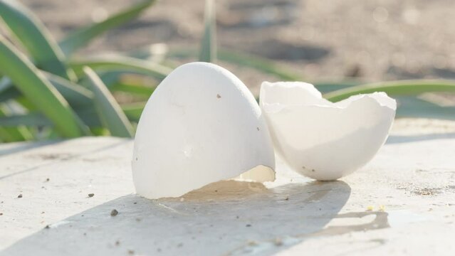 The shell of a chicken egg on a stone is swaying in the wind. The sun on the beach. Close-up
