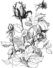 Roses flowers Clip art. Hand drawing vector illustration.